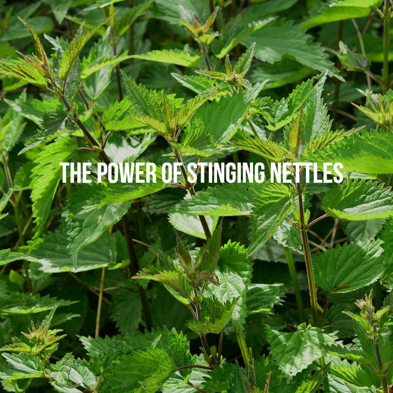 Nettles Health Benefits